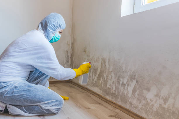 Licensed Mold Inspection service in Clifton, AZ - WQB Mold Removal
